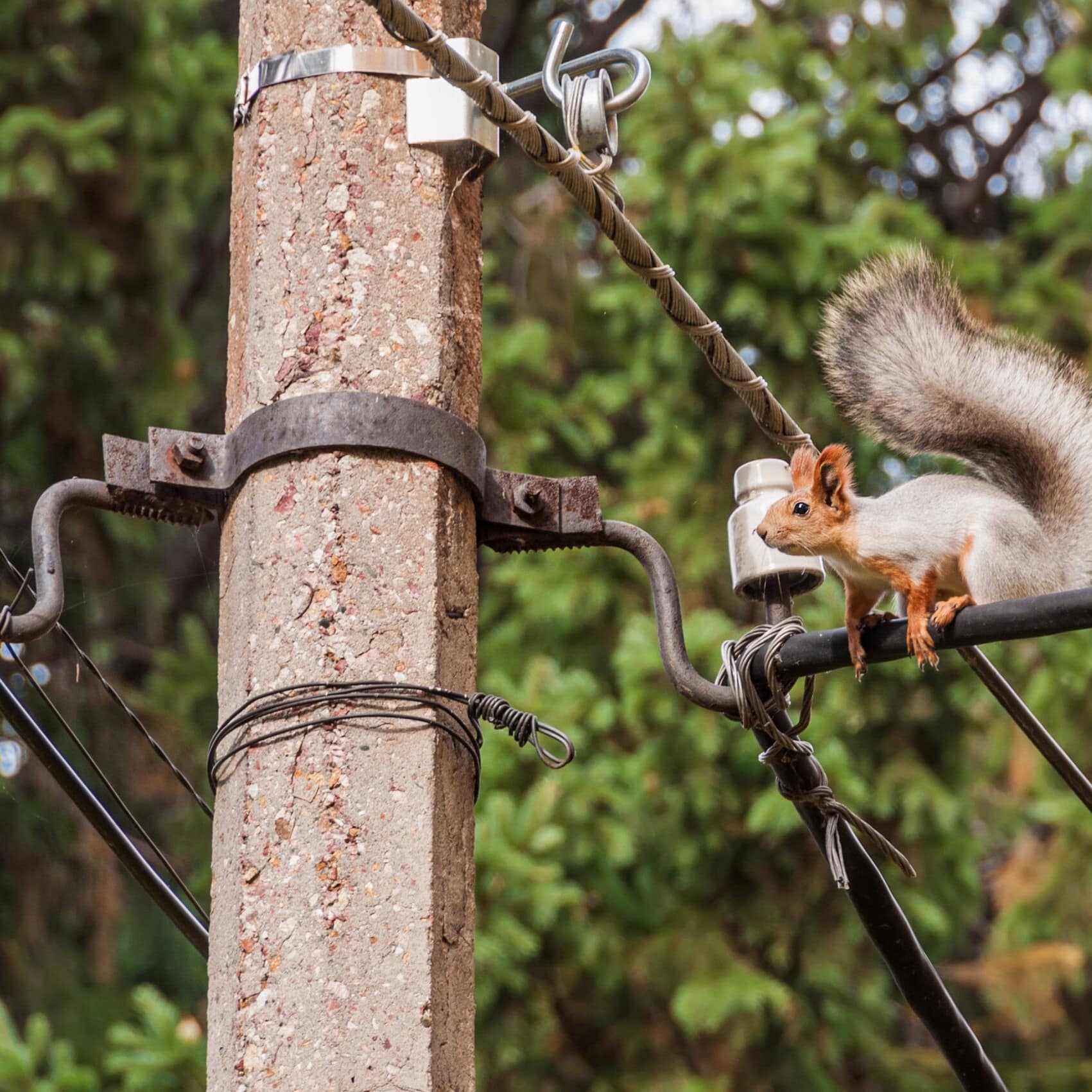 Intrusión de animales en cables de media tensión y transformadores Riesgo de averías eléctricas graves SANERGRID